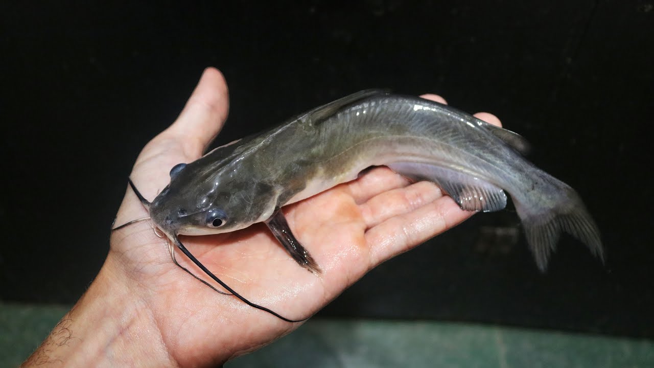 NINGUÉM DA VALOR PRA ESSE PEIXE MAS EU VOU CRIAR ATÉ CRESCER !!!