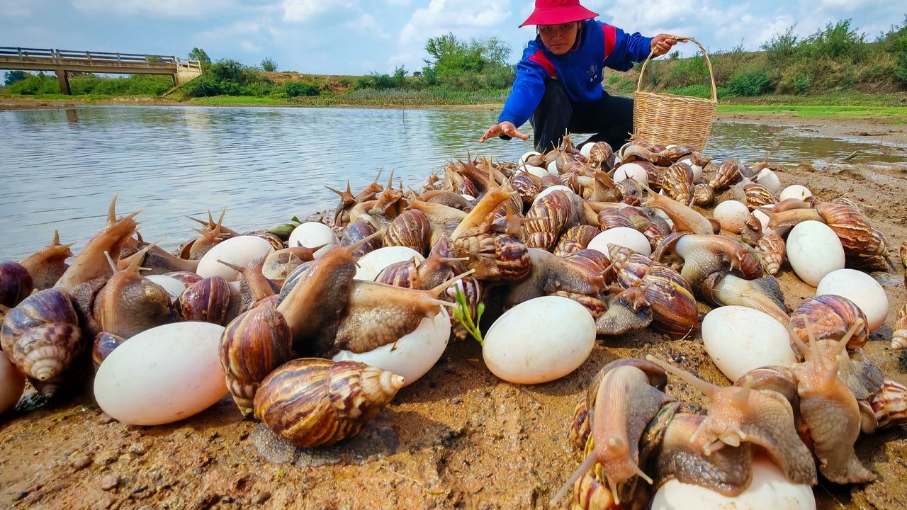 WOW amazing - pick a lot of duck eggs dry field near the village by hand a female farmer