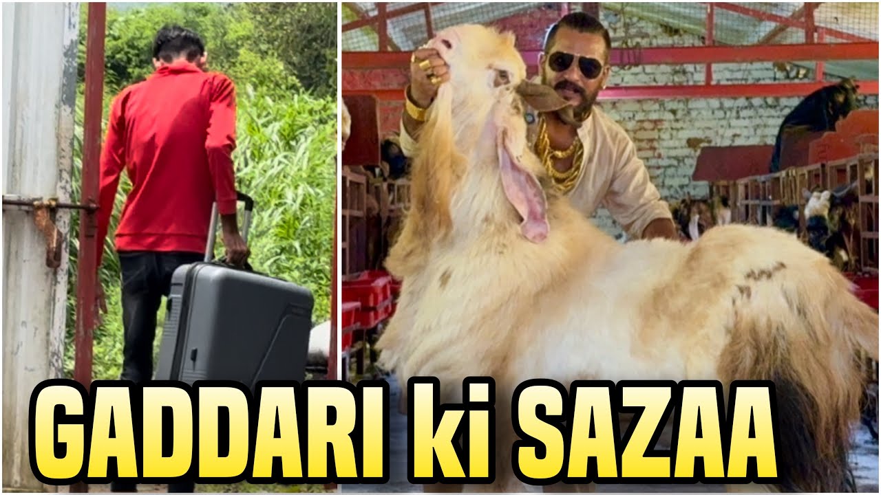 Gaddari Ki Saza to Zakir by MD Goat Farm & Farm Tour Part 1
