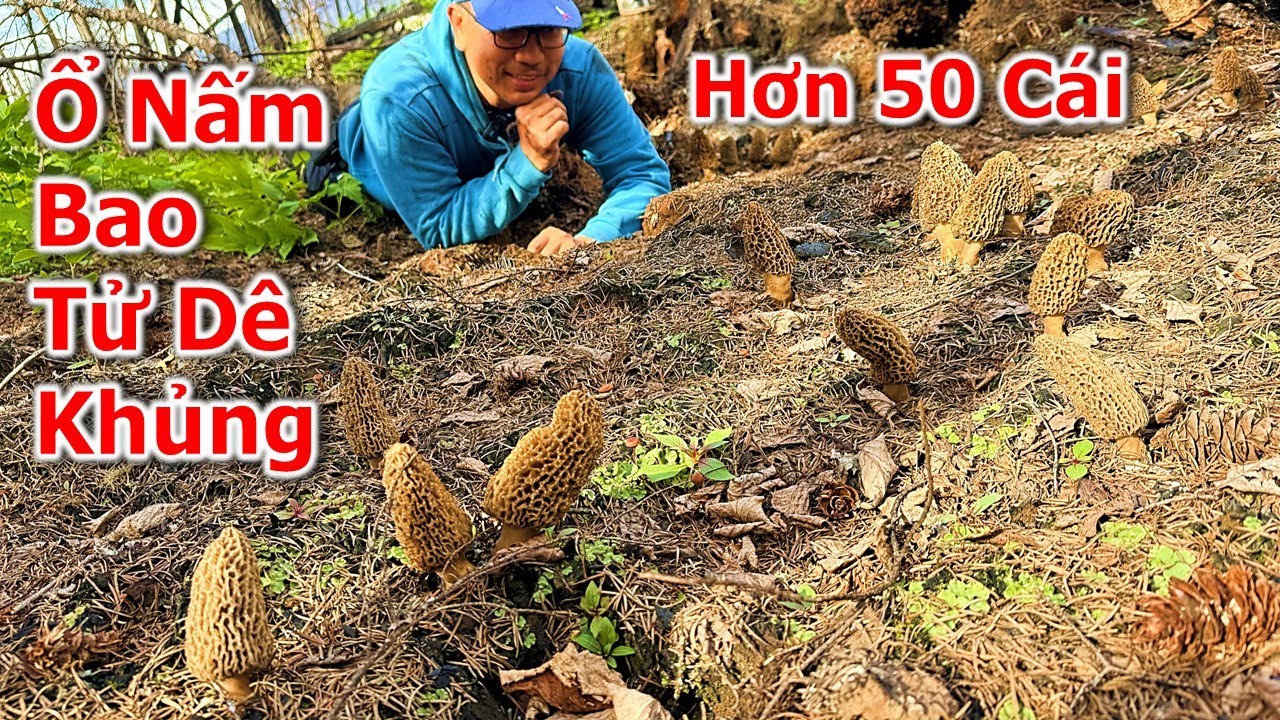 Trúng mánh Ổ Nấm Bụng Dê Quý Hiếm siêu khủng trên 50 cái hái mỏi tay 🇨🇦1788》Tout Le Monde