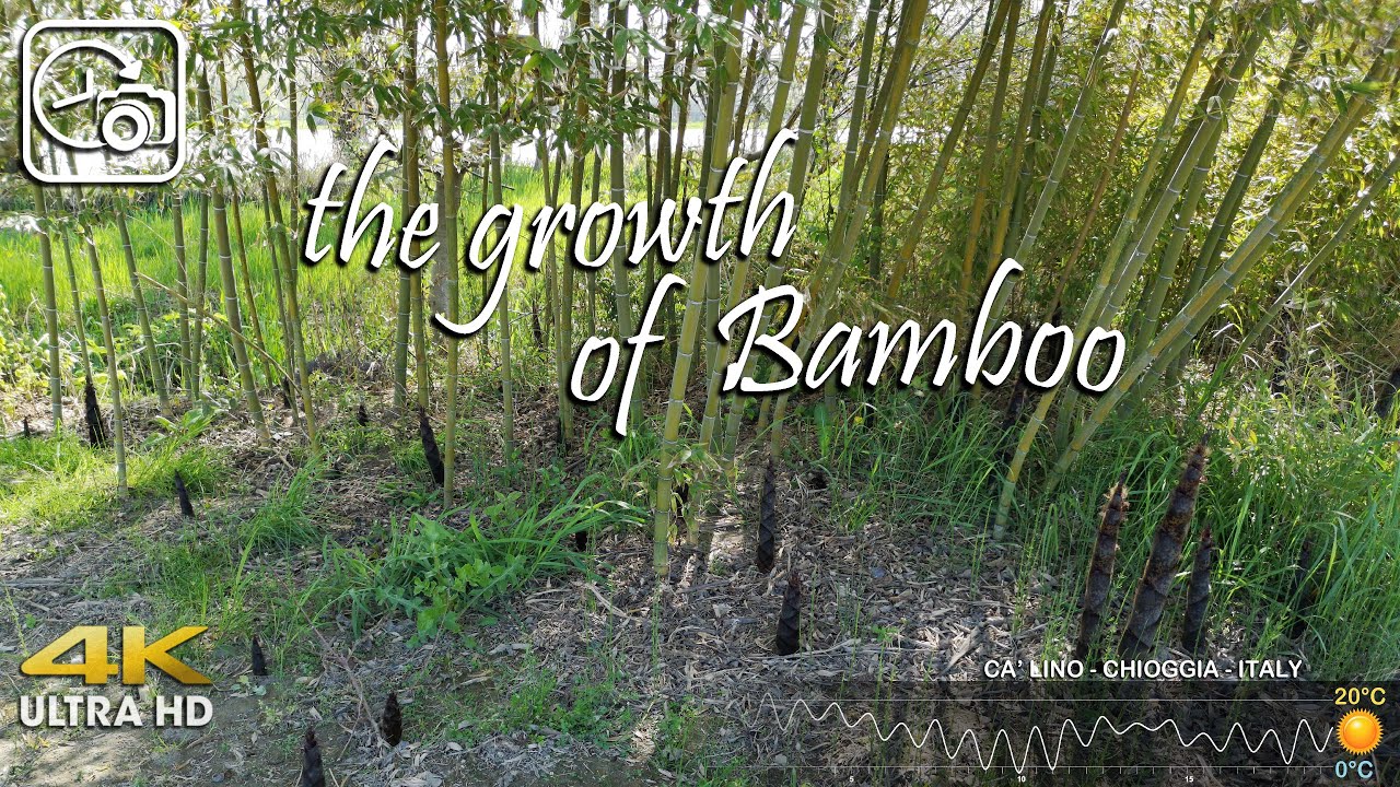 Bamboo - Bambù - grow - Timelapse  - 4K