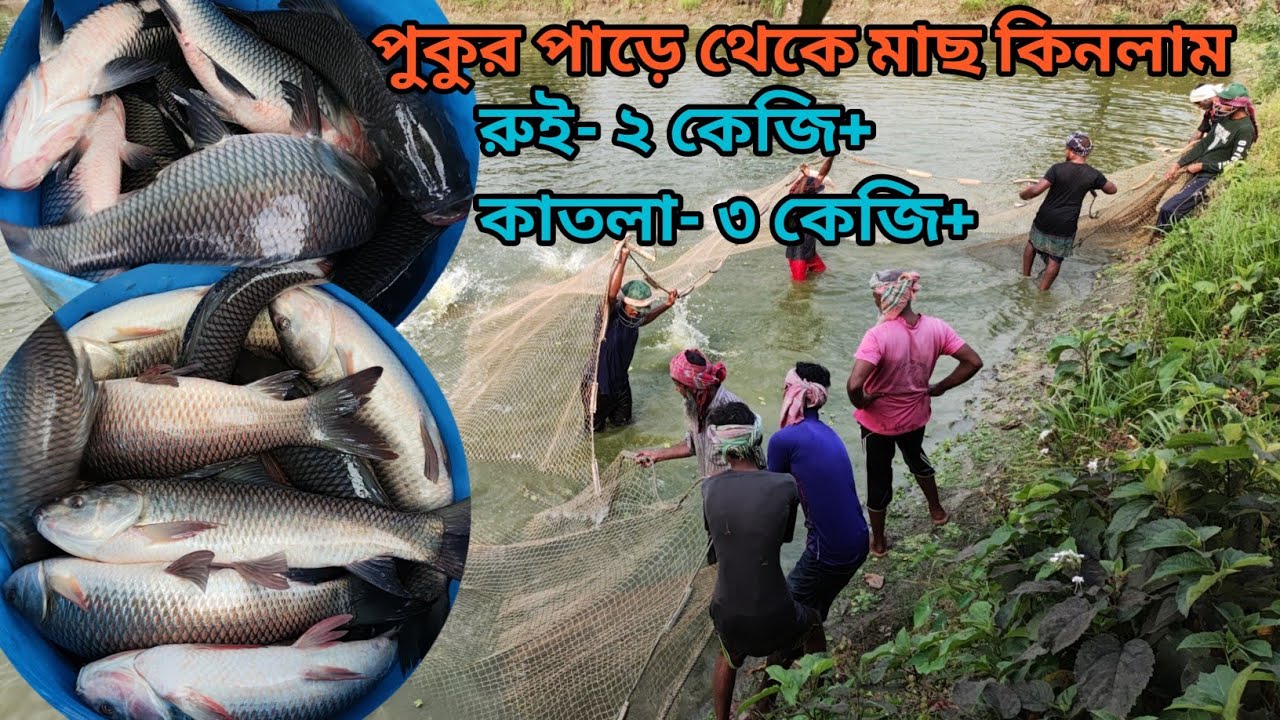 ০৪-০৪-২৪ আজ একটি পুকুর পাড়ে থেকে ২৩০০ কেজি রুই-কাতলা মাছ কিনলাম