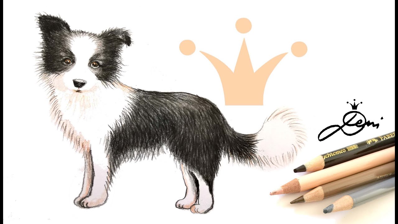 Border Collie zeichnen lernen 🐶 Wie zeichnet man einen Hund 🐕 How to Draw a Dog