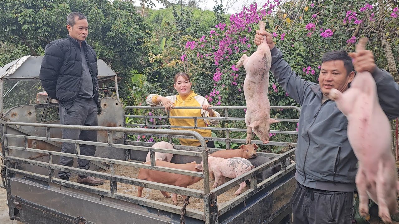 Continue to buy piglets to raise. How to prevent disease from occurring in the pig herd. ( Ep 337 )