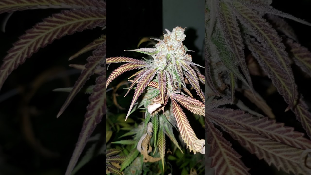 Purple punch ready for harvest