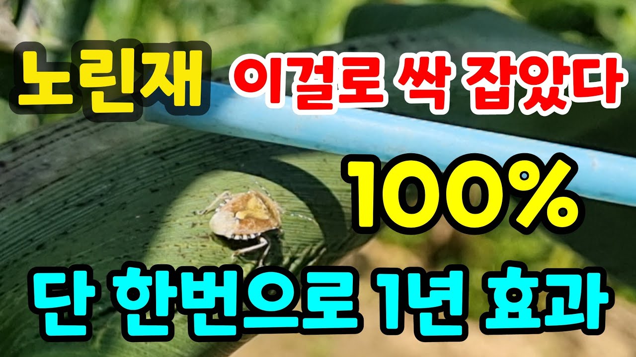 노린재 이것 한번으로 싹 잡았다 콩 고추 과일 노린재 퇴치 법 노린재 기피제 노린재살충제 노린재트랩 노린재방제 크레졸#친환경#유기농#시골#텃밭#건강 #귀농#주말농장#전원생활