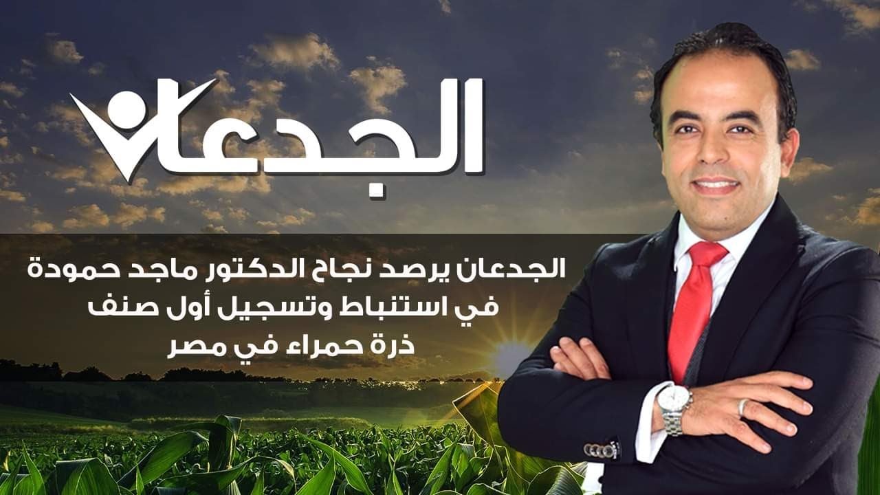 الجدعان يرصد نجاح الدكتور ماجد حمودة في استنباط وتسجيل أول صنف ذرة حمراء في مصر