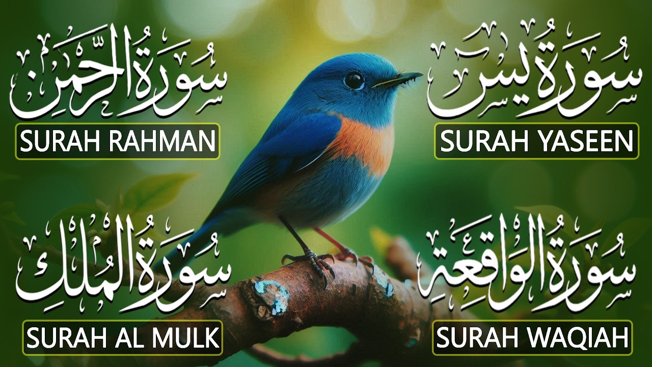 Most Beautiful Recitation | Surah Yaseen | Surah Rahman | Surah Waqiah | Surah Mulk | Alaa Aqel
