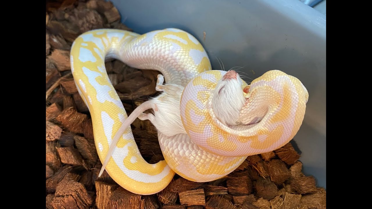 How I feed frozen/thawed rodents to my Ball Pythons.