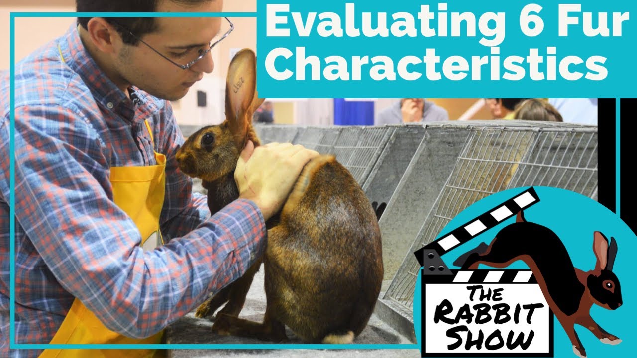 Evaluating the 6 Fur Characteristics by Doc Satin