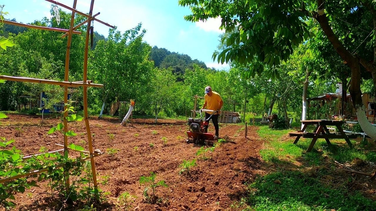 ÇAPA ARALIĞI NEDİR?  İŞE YARIYOR MU?ÖNCE DOLU ARDINDAN ŞİDDETLİ YAĞMUR!!! BAHÇE YENİDEN Mİ DİKİLECEK