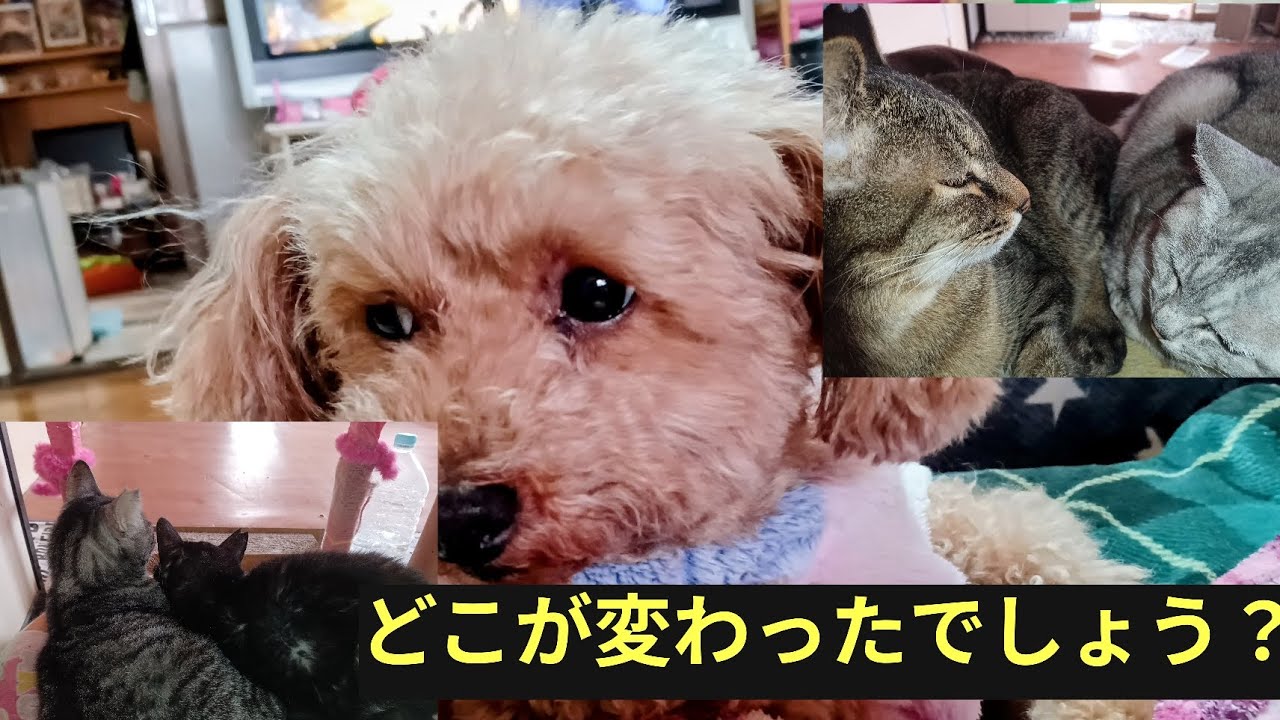 猫部屋のどこかが変わりました😁