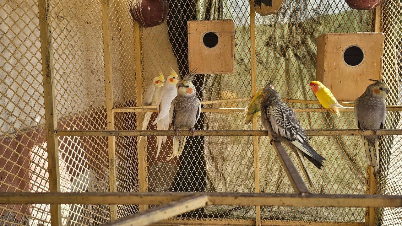 Hikmat Aviary  is live