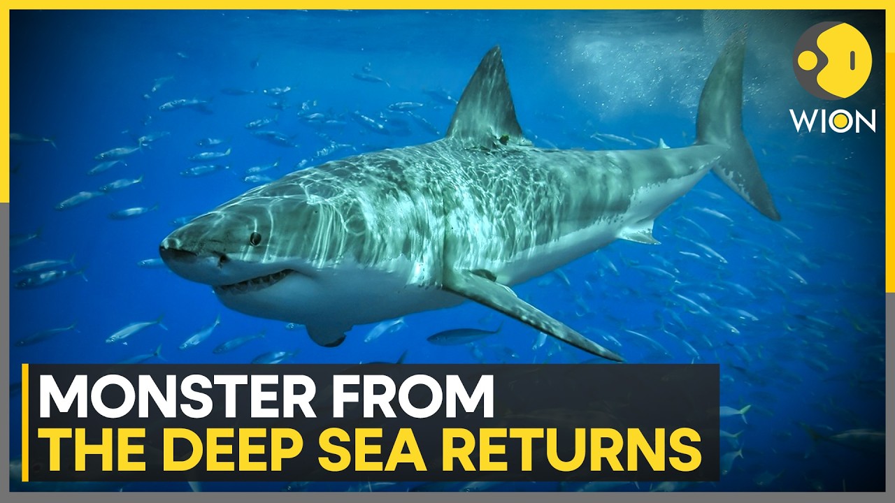 Watch Great White Shark Filmed in Mediterranean for First Time | WION News