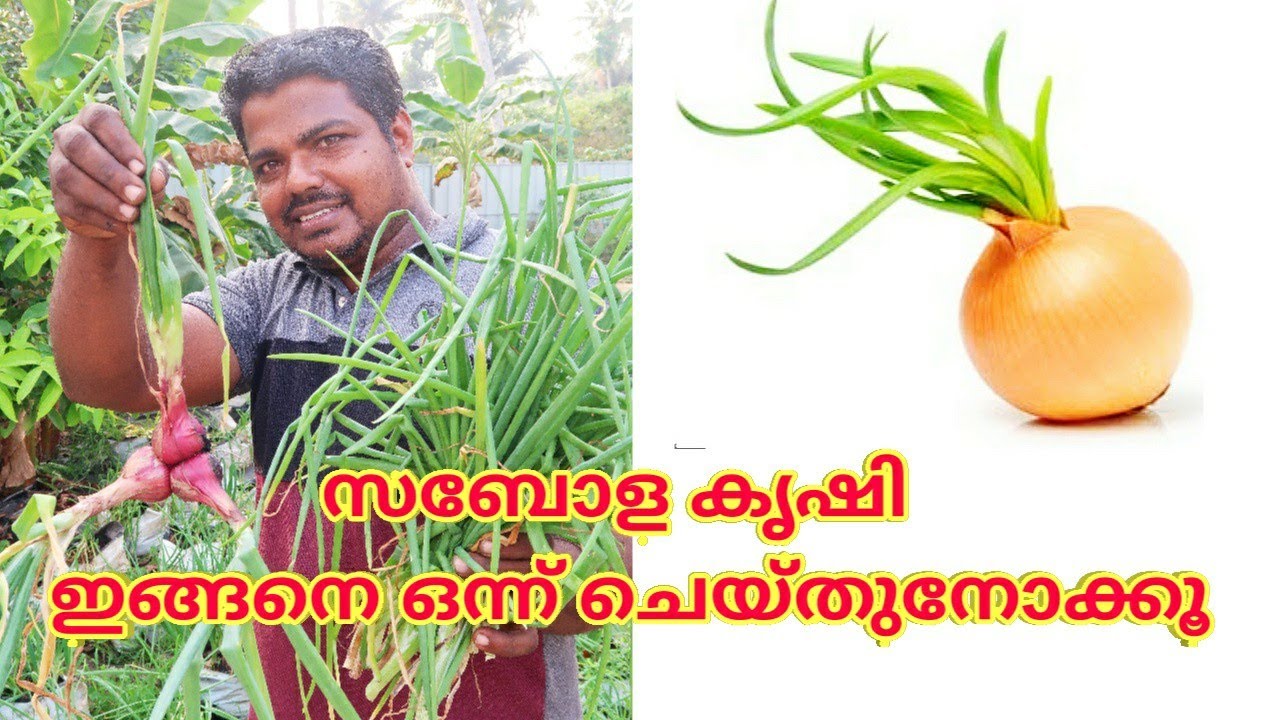 സവാള കൃഷി ഈ രീതിയിൽ ഒന്നു കൃഷി ചെയ്തു നോക്കൂ
