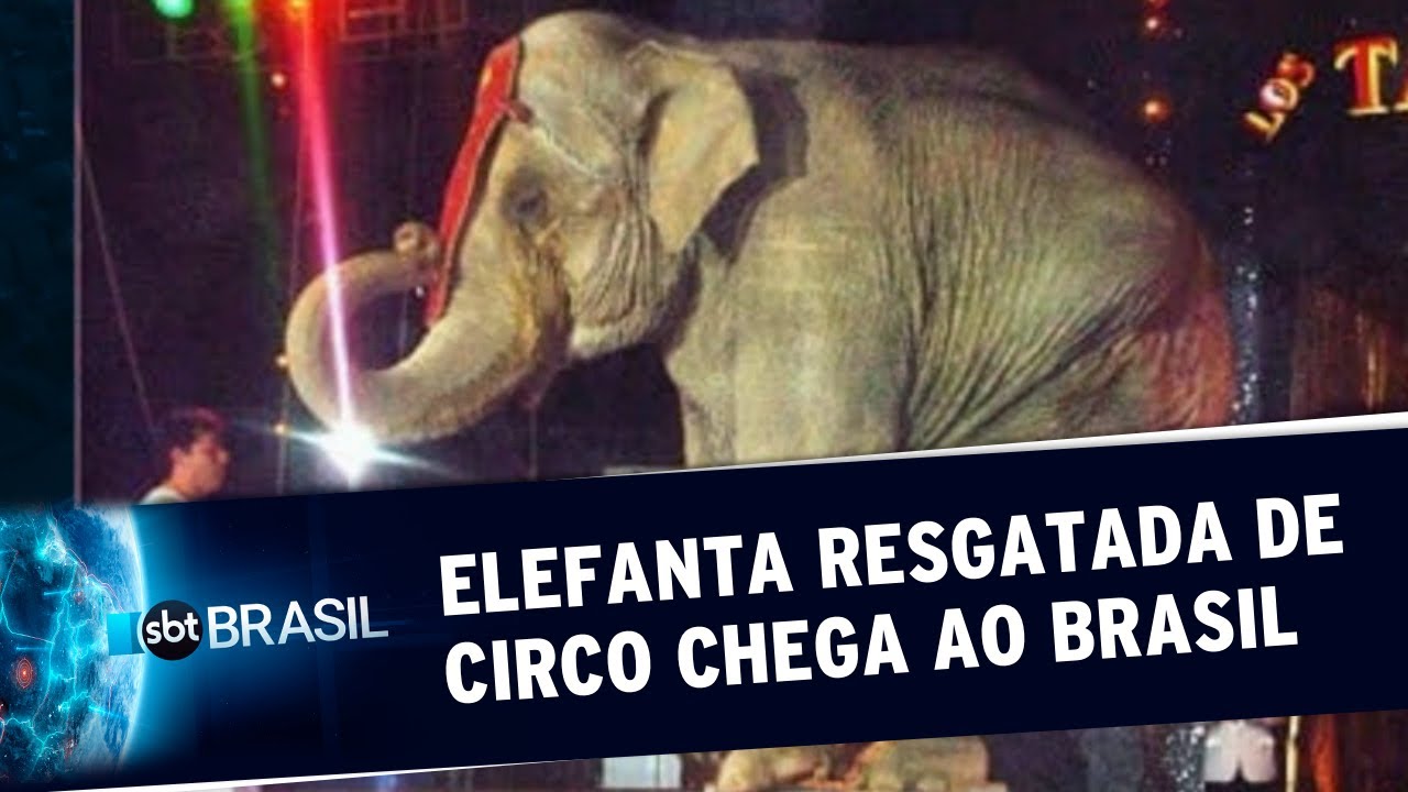 Elefanta resgatada por maus tratos em circo chileno chega ao Brasil | SBT Brasil (16/10/19)