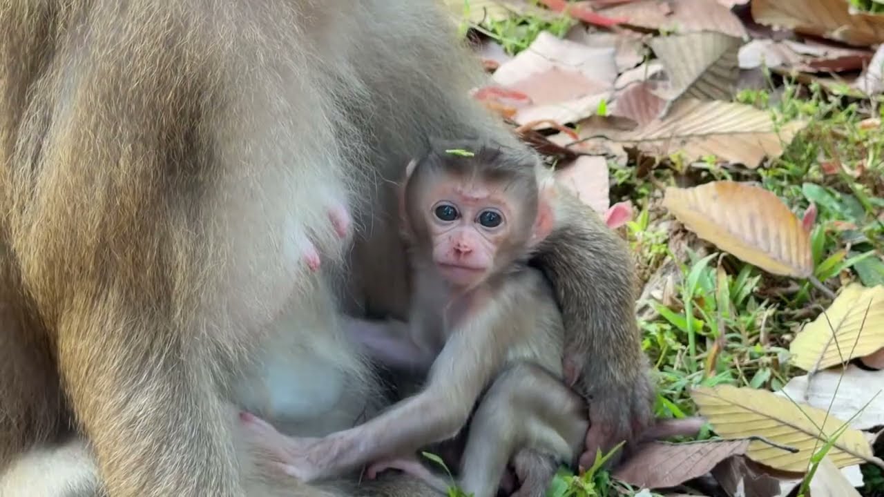Hot news! Monkey Spring trying to have new baby wrinkly and seriously