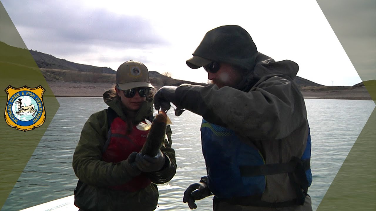 Buffalo Bill Walleye Netting