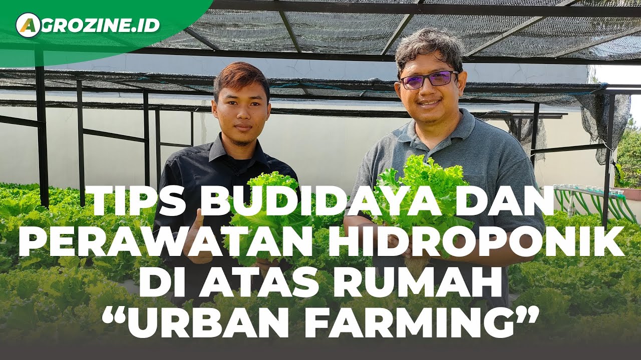 Ini Alasannya Kenapa Harus Memilih Bertani Hidroponik Sistem DFT atau NFT, Dengan Review Lengkap