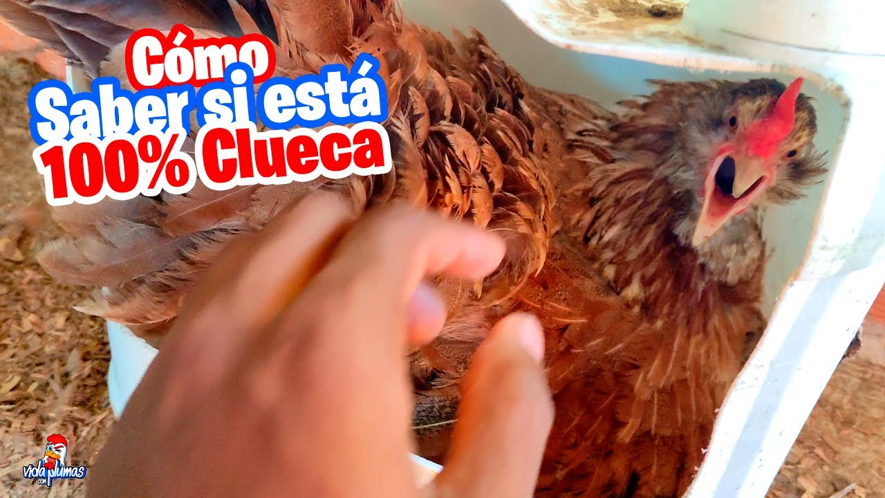 C&oacute;mo saber si una Gallina est&aacute; Clueca