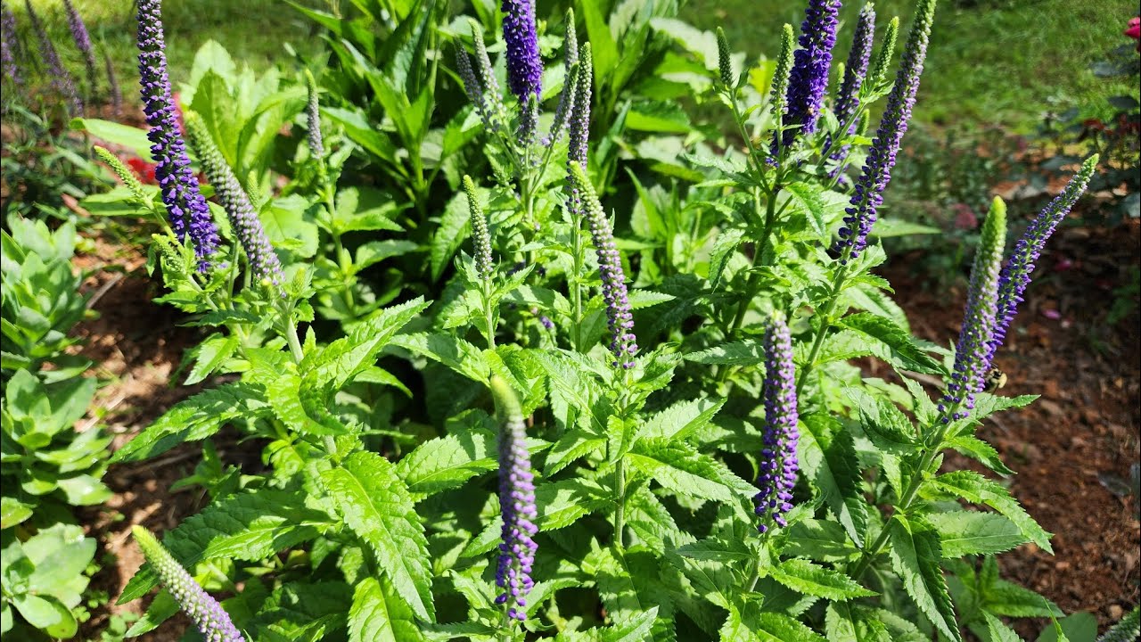 Plant Spotlight series (Veronica/Speedwell). Very hardy/reliable perennial in my zone 8a garden.