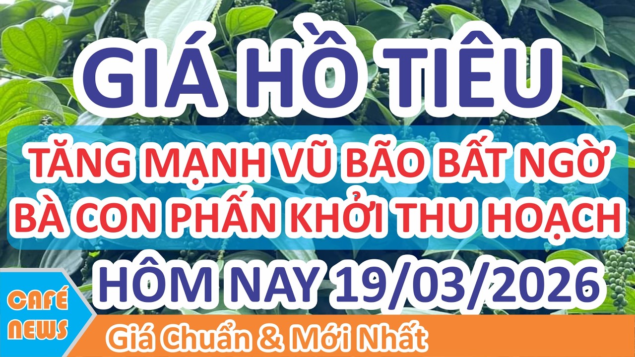 Giá hồ tiêu hôm nay ngày 19/03/2026 | Giá Tiêu Tăng Mạnh Vũ Bão & Bà Con Phấn Khởi Thu Hoạch