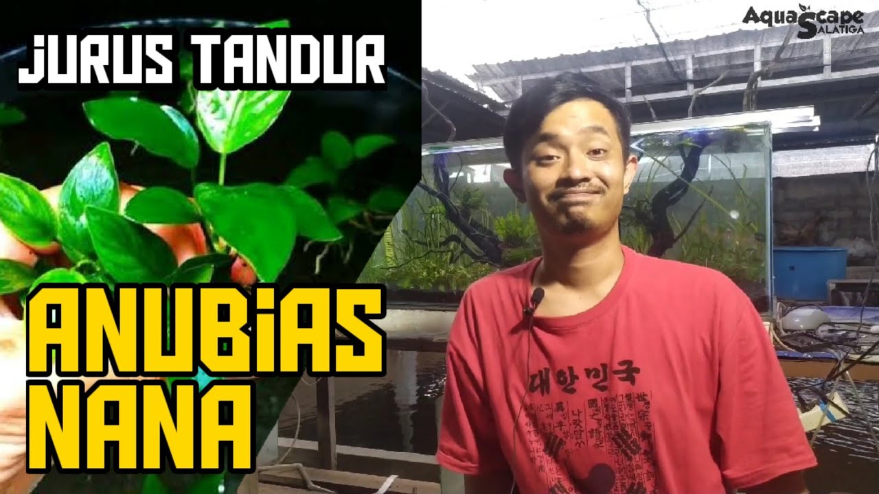 Anubias Nana, tanaman aquascape terkuat di aquascape ~ JURUSTANDUR #002