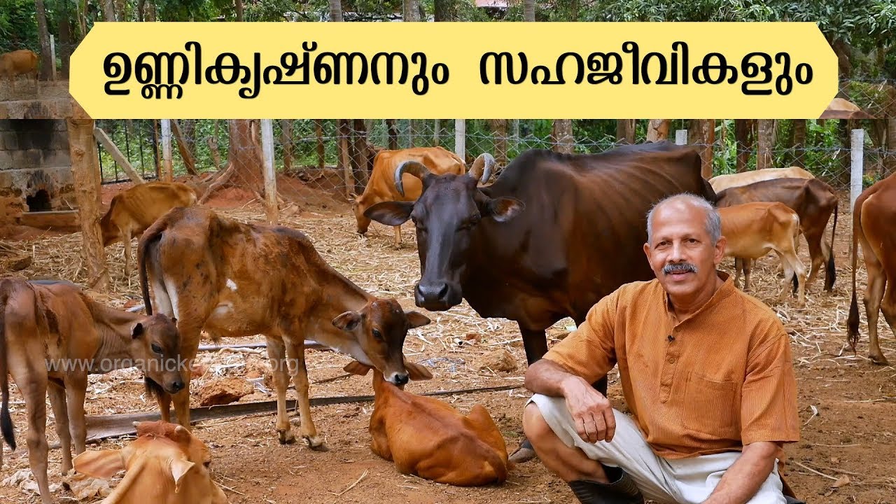 Cattle Farm and Street Dog Rehabilitation | Mayannur | ഉണ്ണികൃഷ്ണനും സഹജീവികളും