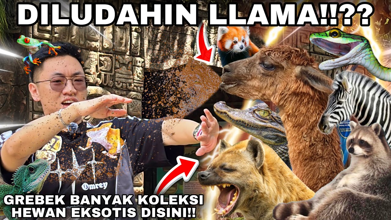 KOLEKSI HEWAN EKSOTIS DISINI UNIK ANEH DAN LANGKA SEMUA! BANYAK BINATANG KEREN DI BATU SECRET ZOO