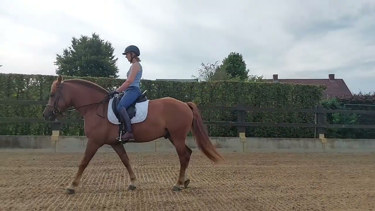 Aléos, Franche-Montagne, 4 ans