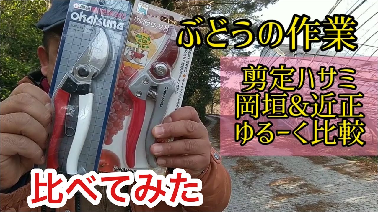 「ぶどうの作業」ぶどうの剪定バサミ2社を比べてみた！