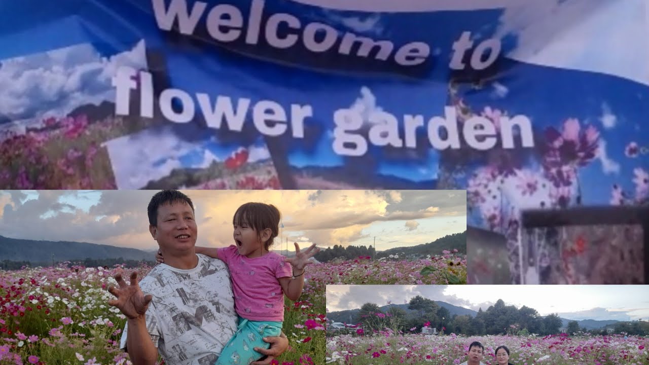 Beautiful cosmos flower ziro