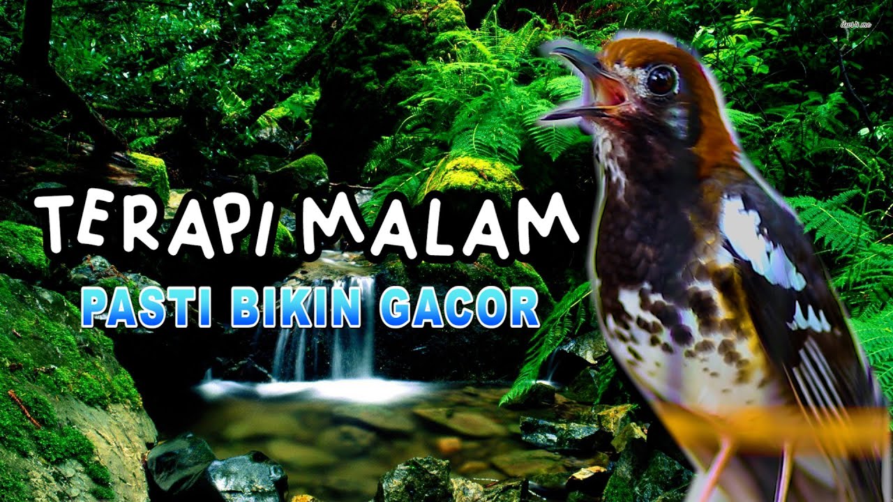 TERAPI MALAM ANIS KEMBANG PASTI CEPAT GACOR, ANIS KEMBANG NGEPLONG DENGAN SUARA AIR
