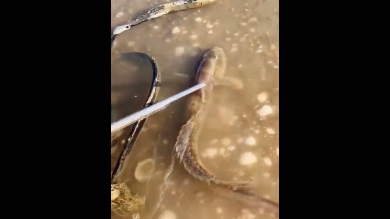 Top Catch Beautiful Sea Animals On the Beach 
