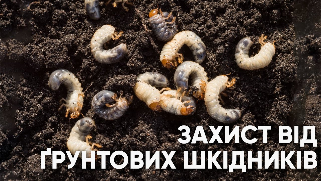 Захист від ґрунтових шкідників: хрущі, ведмедка, дротяники, личинки совок і колорадського жука