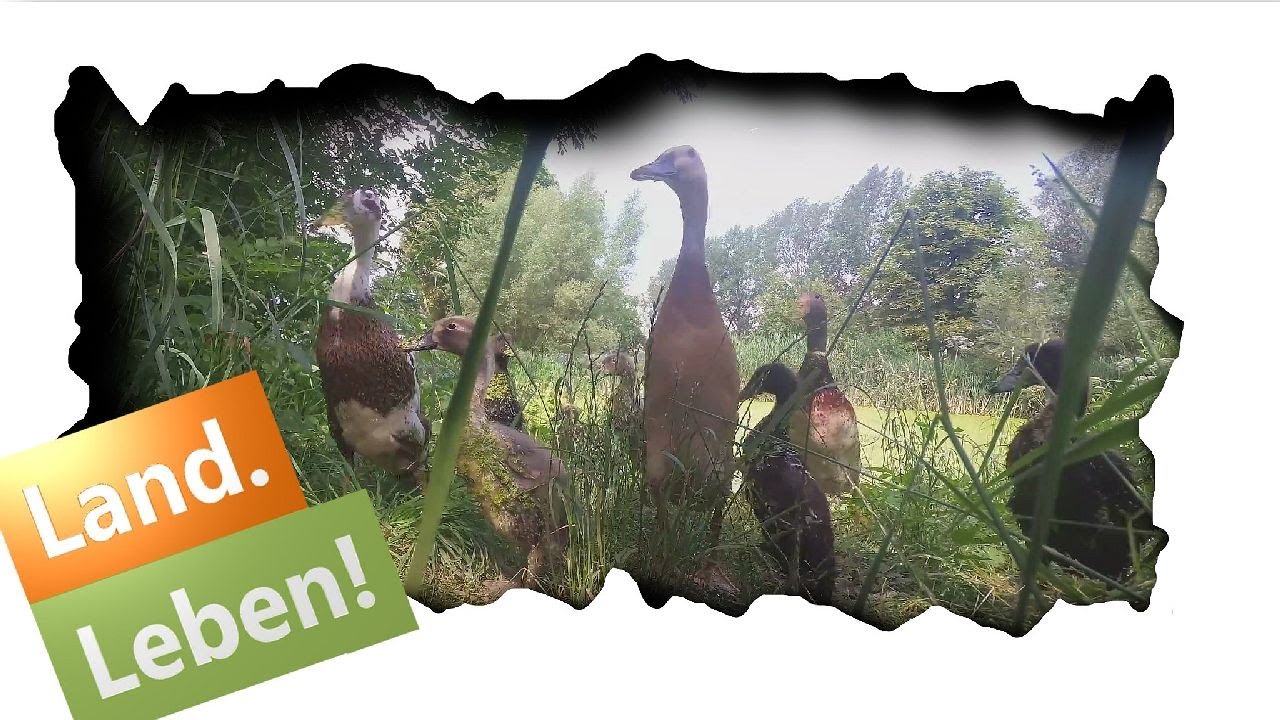 Laufenten kaufen - was muss ich wissen? 🦆