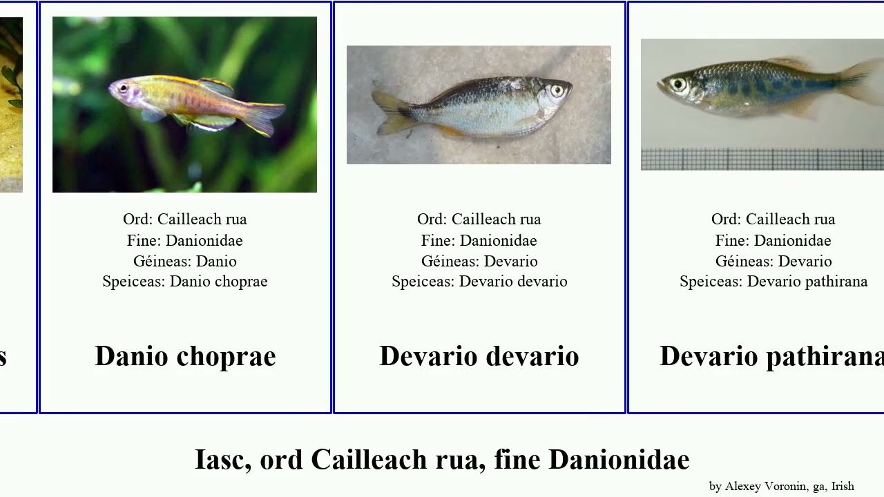 Iasc, ord Cailleach rua, fine Danionidae fish Devario albolineatus Rasboroides ga. Laubuka Rasbora