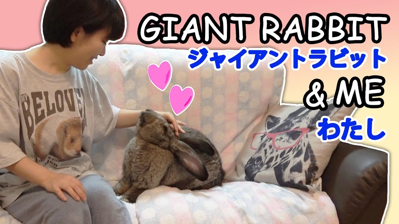 Flemish Giant Rabbit & Human Bonding Time（フレミッシュジャイアントうさぎと私）