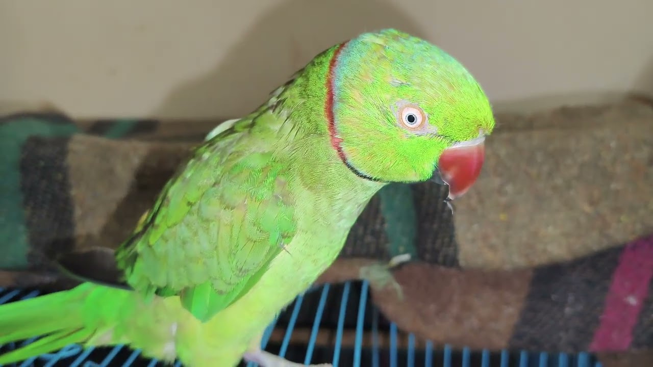 talkingparot parrot #parrot #talkingparot #nonstoptalkingparrot 