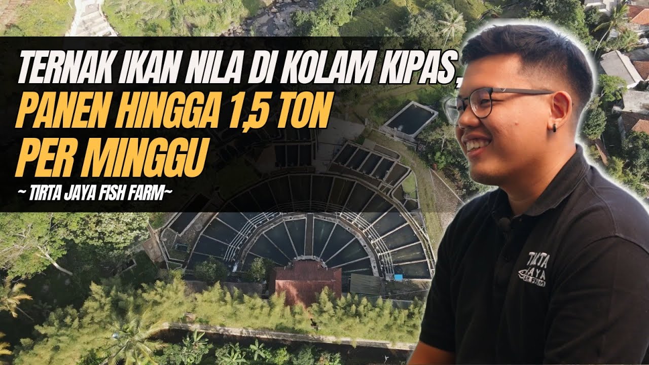 BUDIDAYA IKAN NILA KOLAM AIR DERAS, HASILKAN PULUHAN JUTA PER MINGGU!!