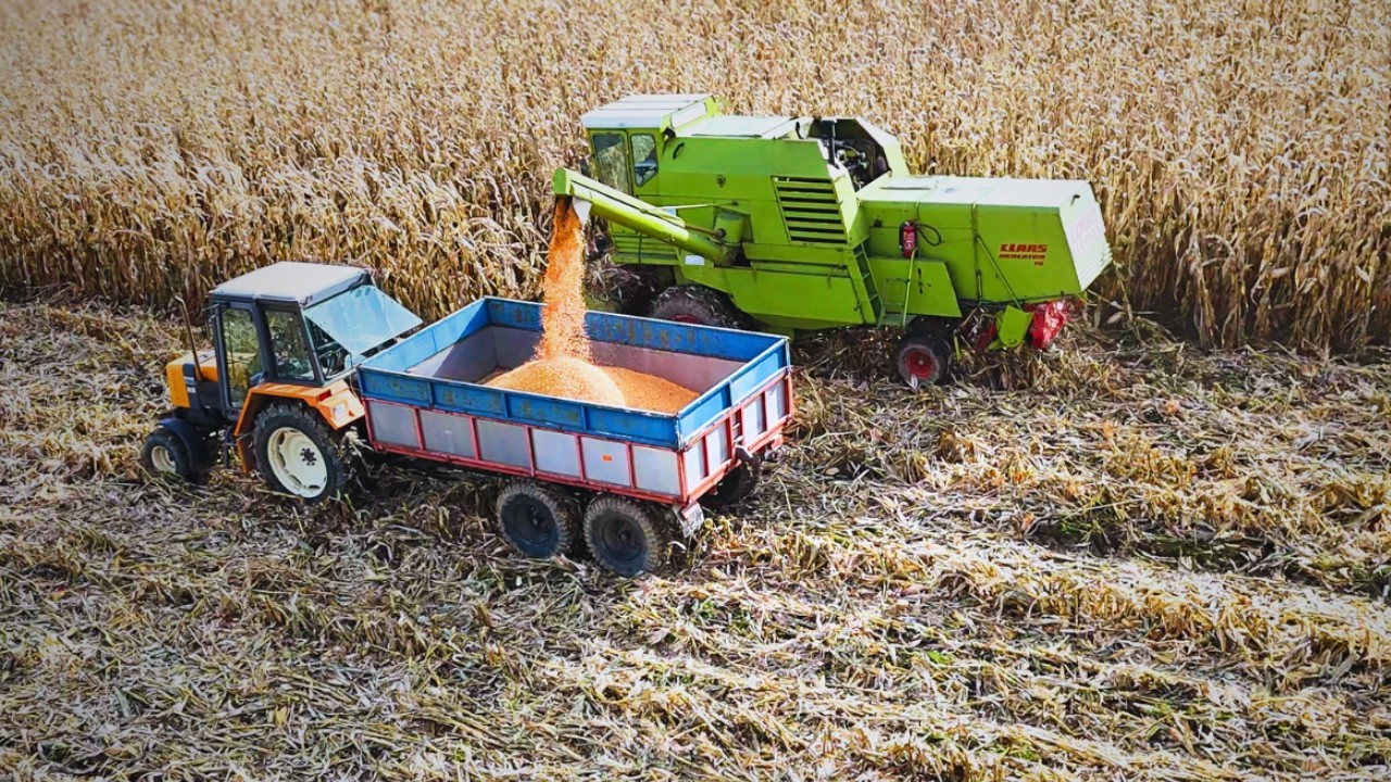 Kombajn w cenie opon do Lexiona buszuje w kukurydzy 😅