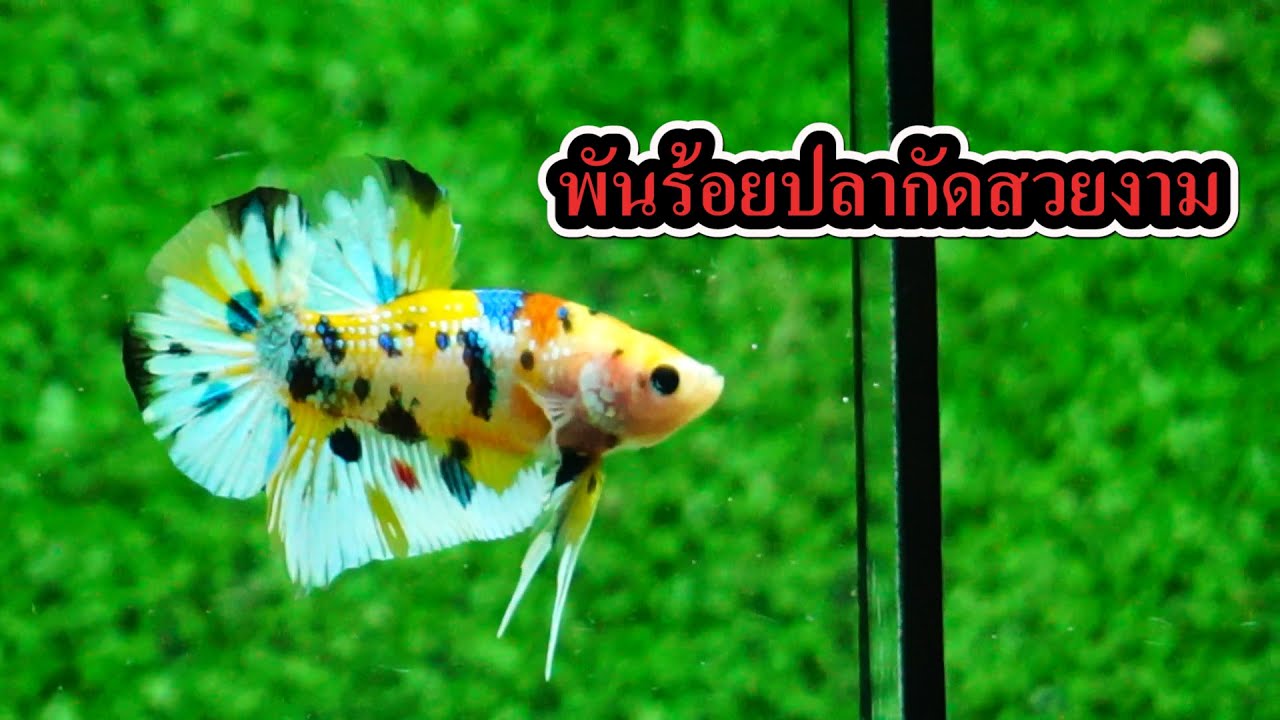 Ep.59 ปลากัดสวยงาม คู่ ผู้เมีย ราคาเบาๆ