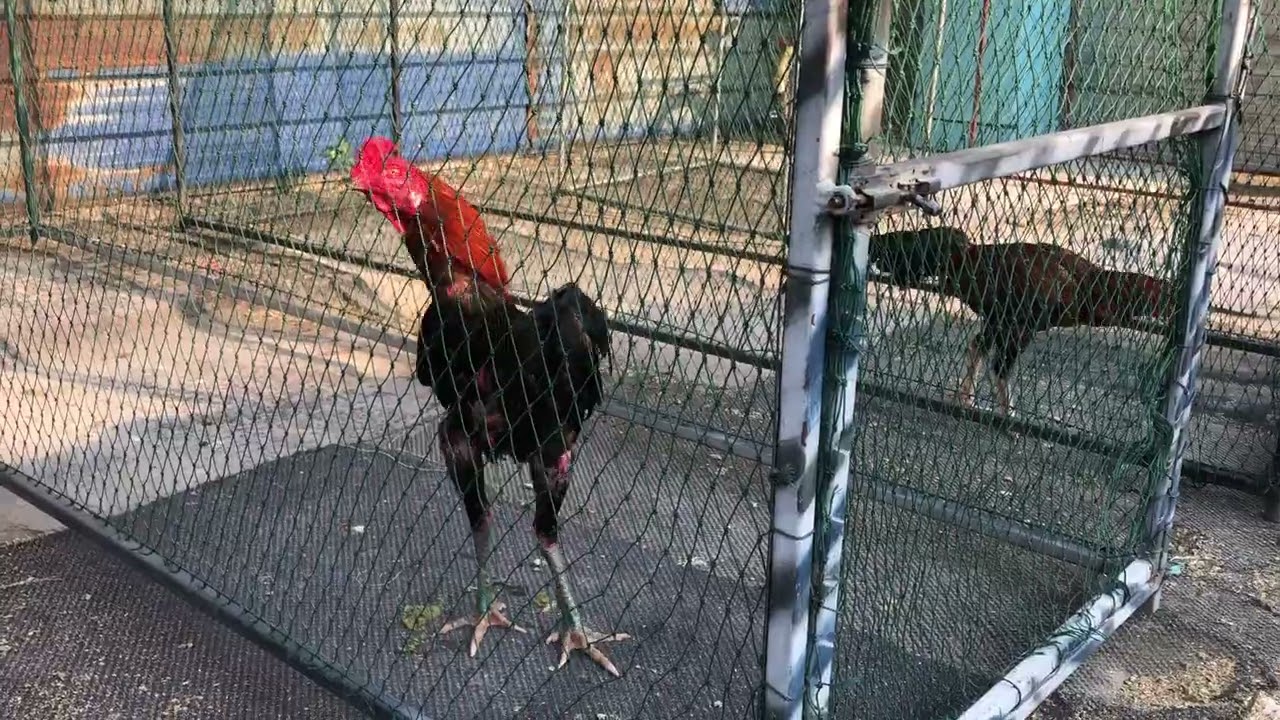 เลี้ยงไก่#ไก่สวยงาม#ไก่พื้นบ้าน #ไก่ชนเงินล้าน #วิวสวย #บ่าวตุ๊กชาเนล 