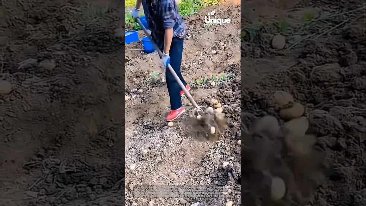 Harvesting potatoes without machinery: a complete guide for small farms