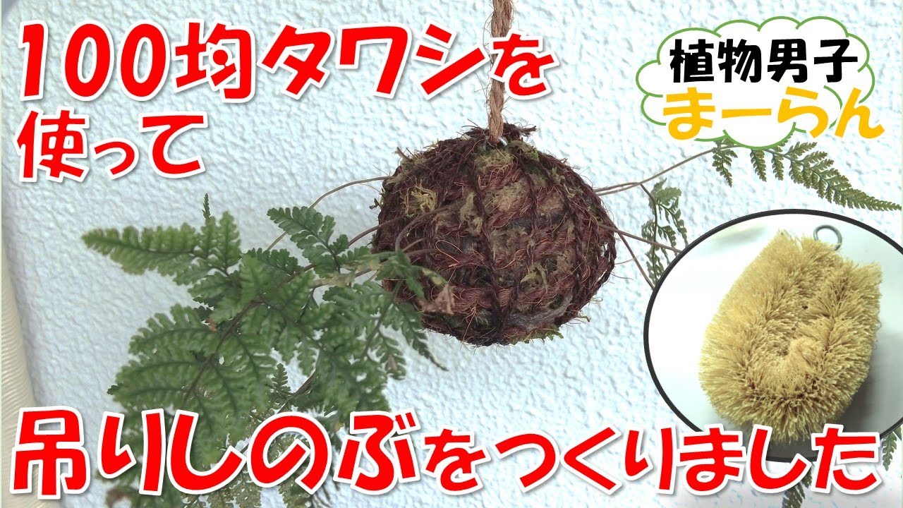 100均のタワシを使って吊りシノブを作りました。　吊りしのぶ作り方　植物インテリア