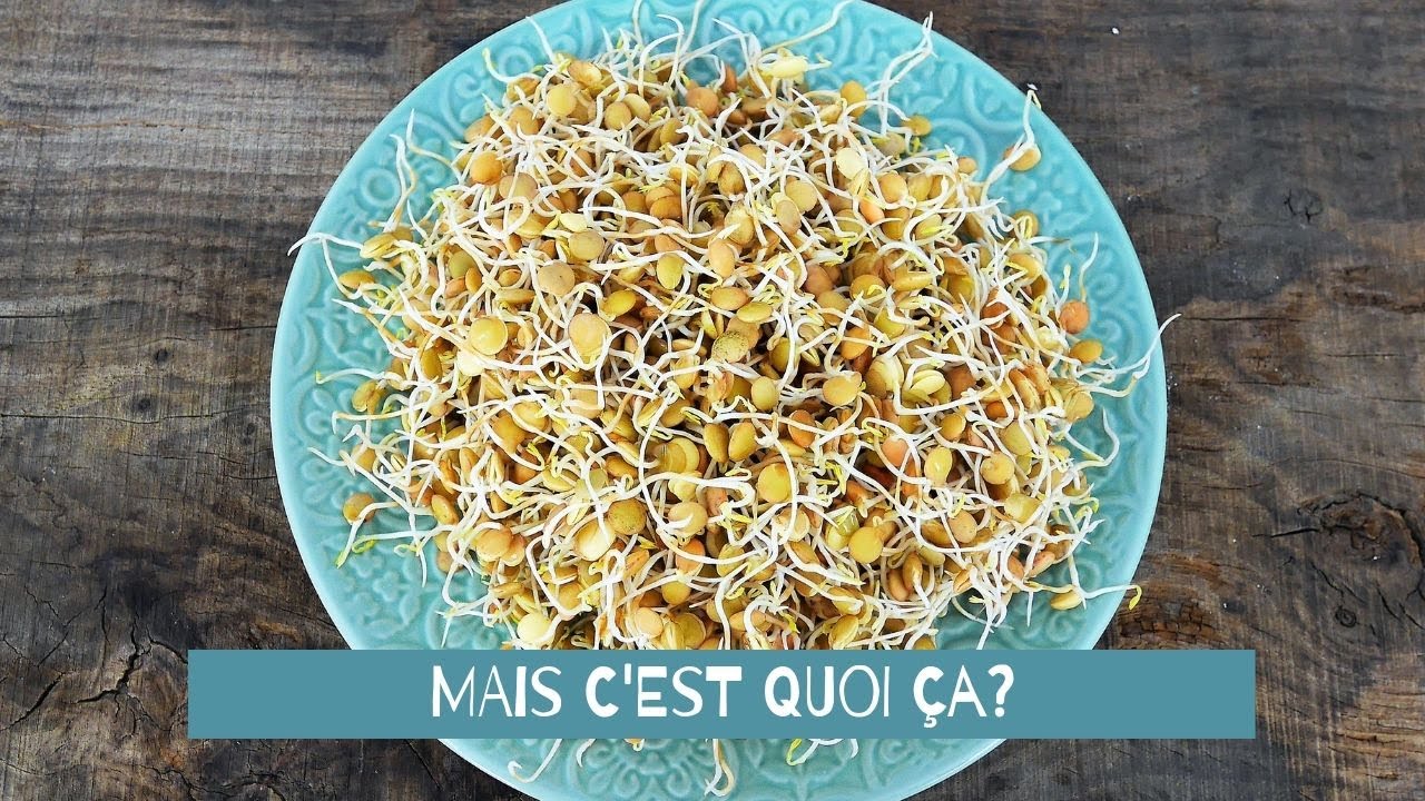 DIY : Comment faire des graines germées sans germoirs ?