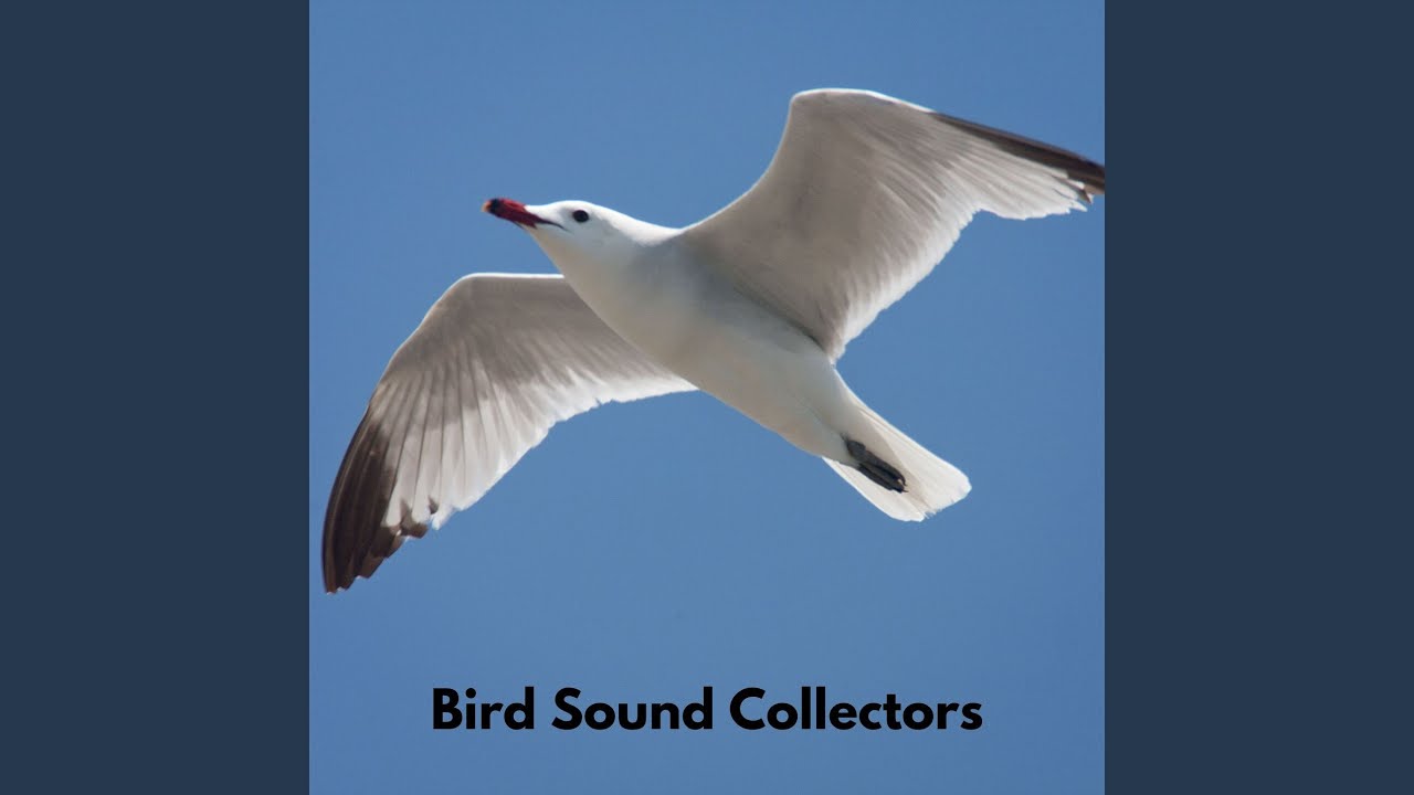 Bird Singing