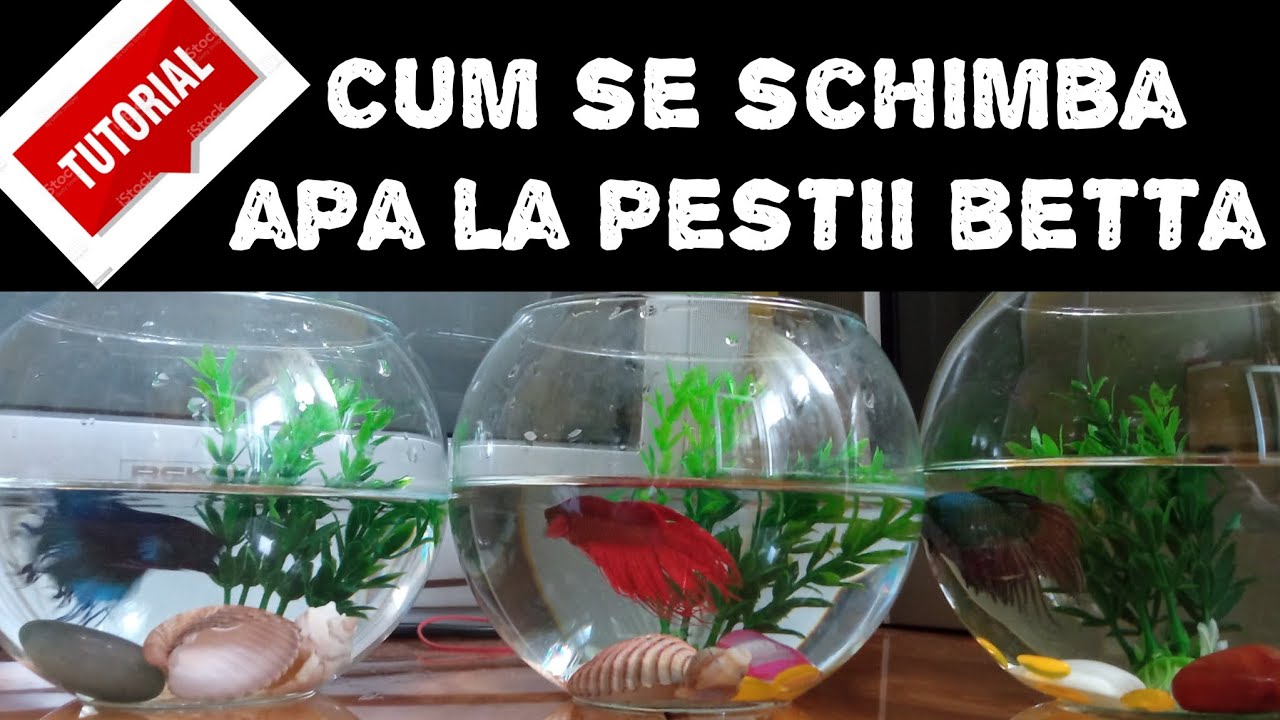 TUTORIAL 🐠 Cum se schimbă apa la peștii BETTA 🔴 Provizoriu❗p&acirc;nă faceți rost de un acvariu cu fitru❗
