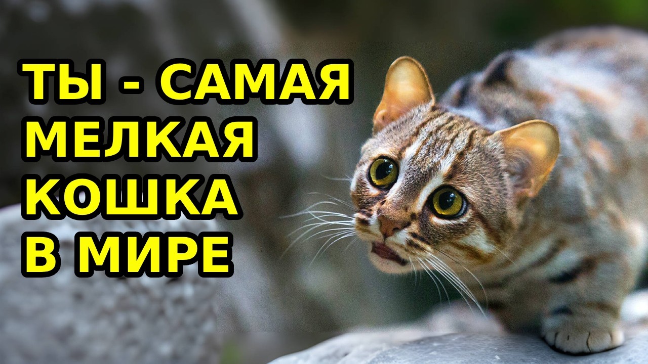 POV: ТЫ - САМАЯ МАЛЕНЬКАЯ КОШКА