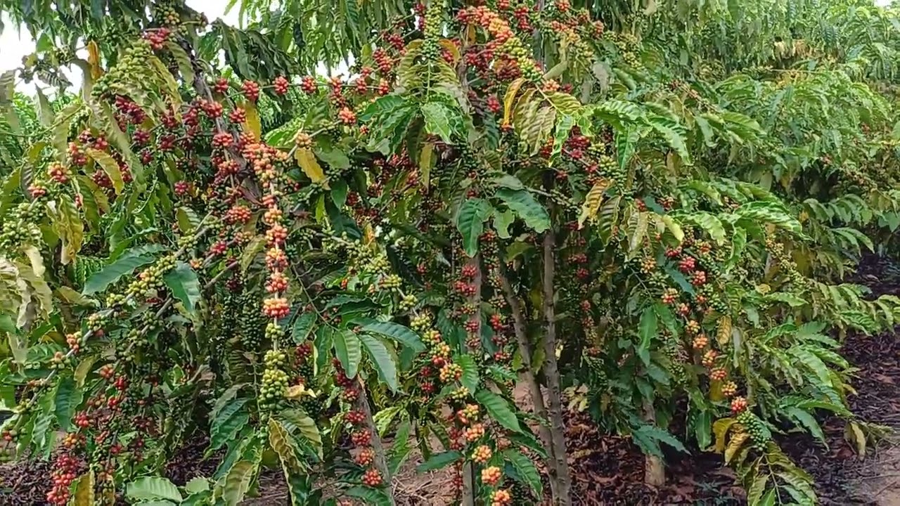 Café clonal robusta amazônico,  clone 156